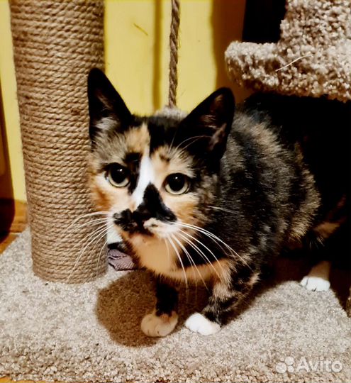 Кошки в добрые руки