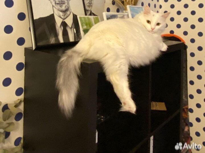 Передержка кошек