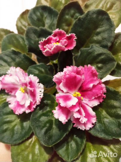 Сортовые фиалки цветущие