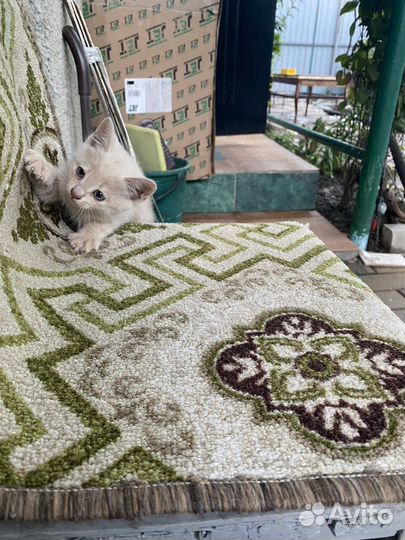 Котята в добрые руки мальчики