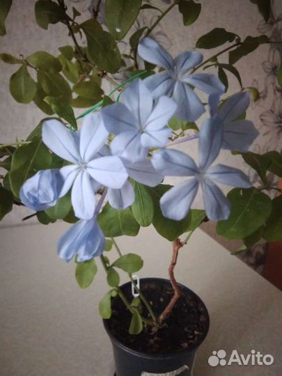 Аглаонема,отростки