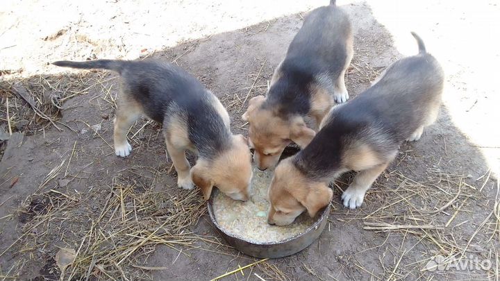 Щенки русской гончей