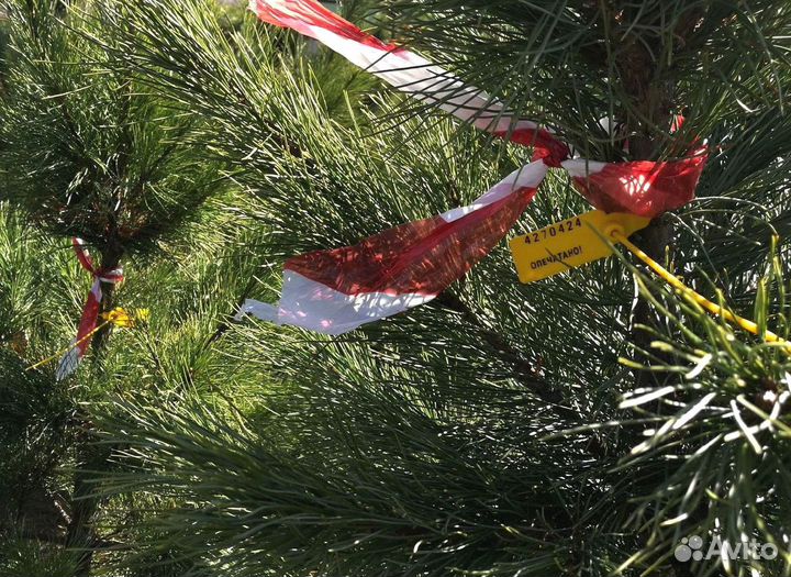 Саженцы сибирского кедра экстра класс