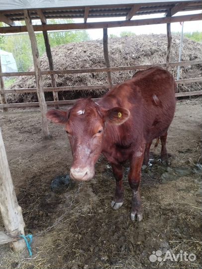 Корова дойная