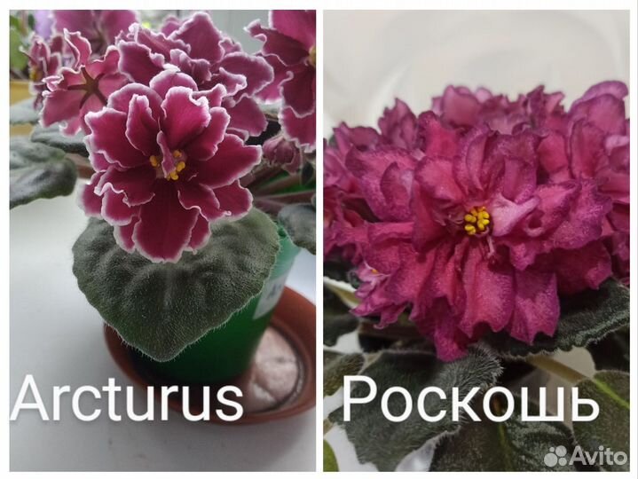 Детки сортовых фиалок