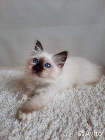 Котенок редкой породы