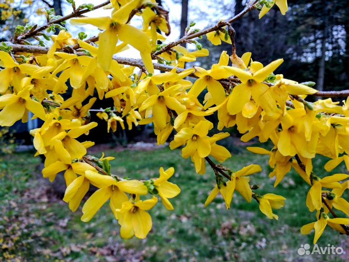 Форзиция (семена)