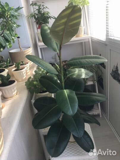 Фикус эластика