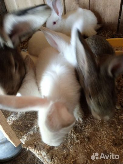 Продам кроликов порода помесь колифорнийца с серой