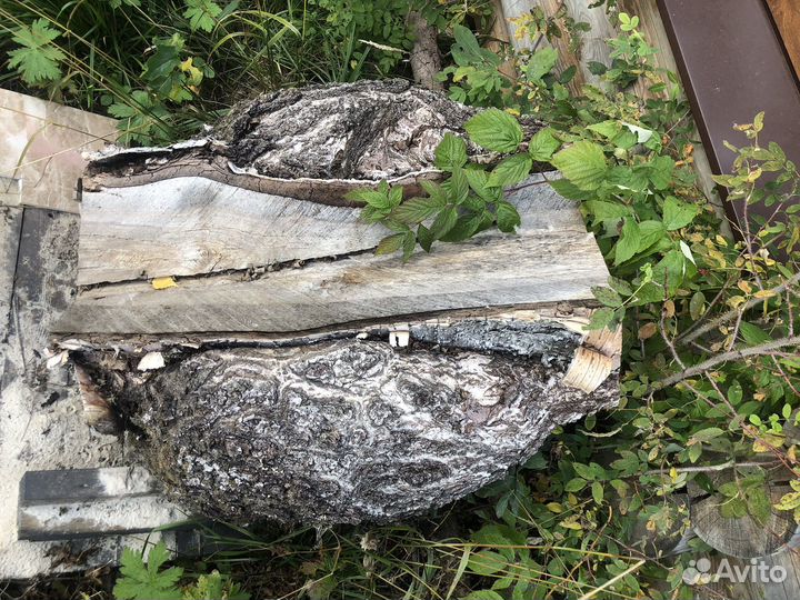 Кап березовый сувель