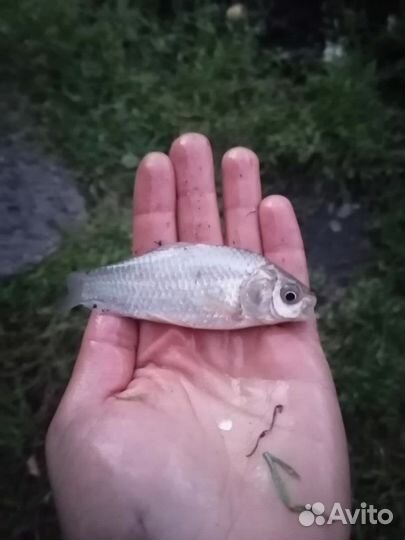 Живец карась