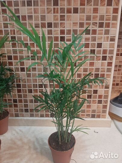 Пальма хамедорея