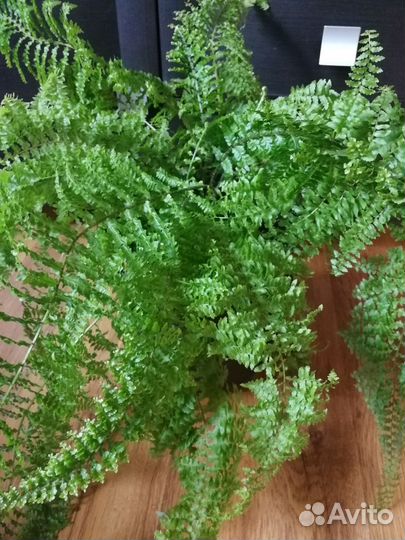 Папоротник комнатный