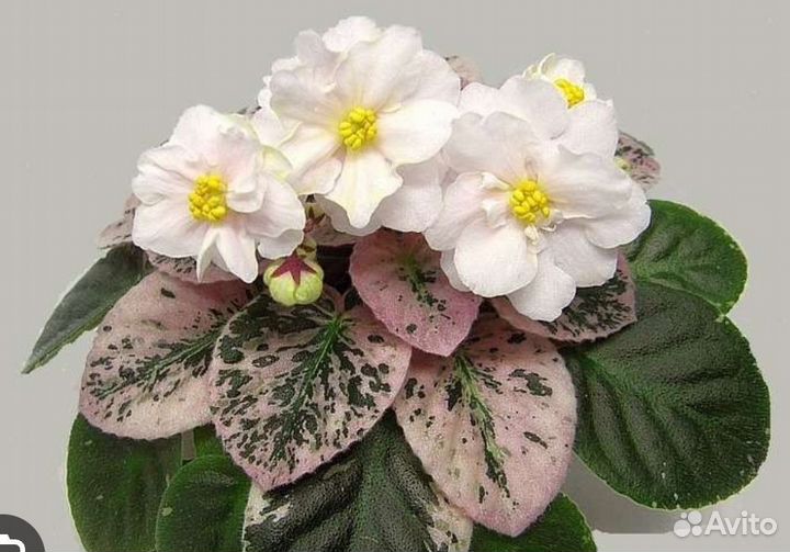 Мини фиалки