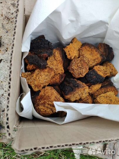 Березовый гриб чага. Свежая