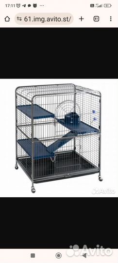 Крысы Дамбо