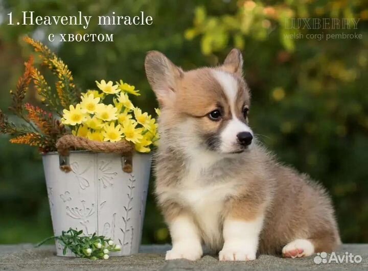 Щенки Вельш Корги Пемброк