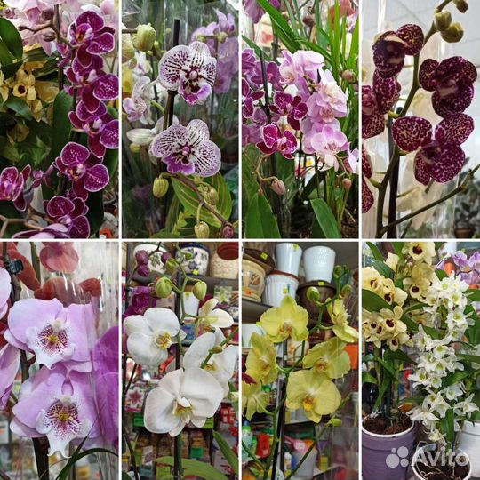 Комнатные цветы и сопутствующие товары