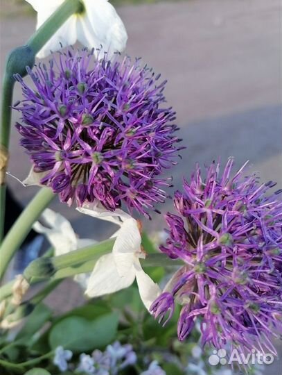 Семена афлатунского лука