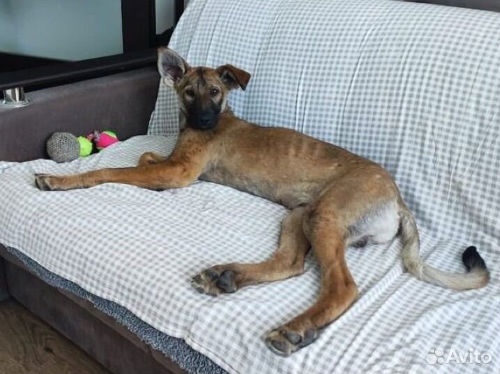 Домашний песик 9 месяцев