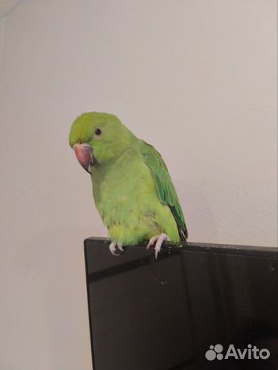 Ожереловый попугай