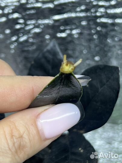 Замиокулькас черный (сорт raven)