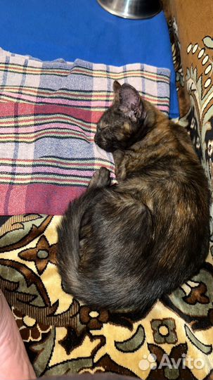 Кошечка в добрые руки