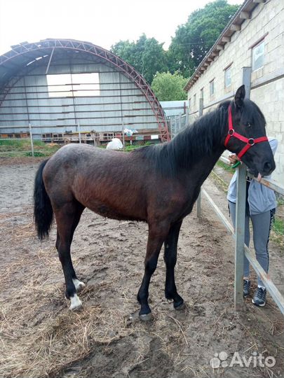 Недоуздок COB для лошади