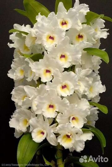 Орхидея дендробиум