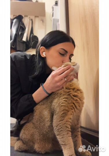 Передержка кошек