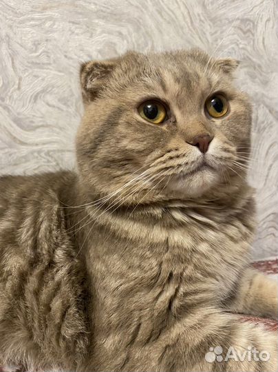 Шотландский кот вязка