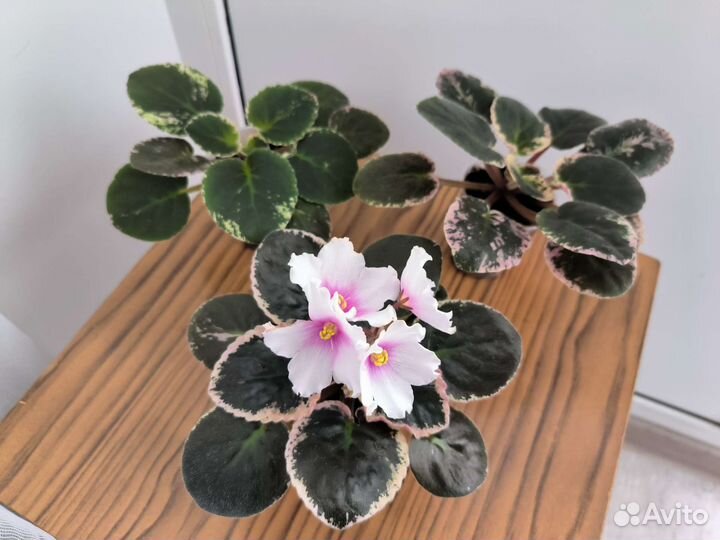 Сортовая фиалка ле Татьяна