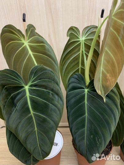 Филодендрон меланохризум