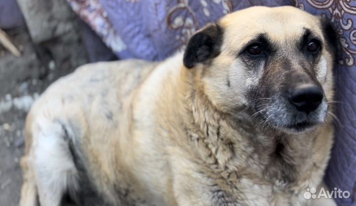 Собака в добрые руки отдам бесплатно