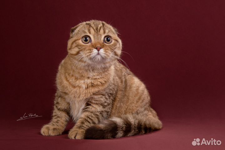 Шоколадные черепаховые кошечки, котята шоу-брид