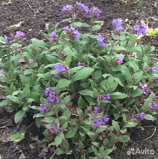 Цветы для сада (многолетники)