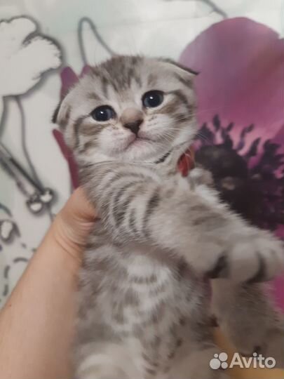 Шотландские вислоухие и прямоухие котята