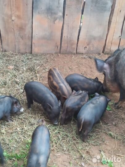 Поросята