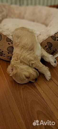 Мальтипу ф1 мини,стандарт