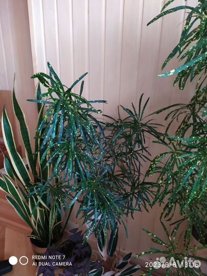 Кротон (кодиеум) Брызги шампанского