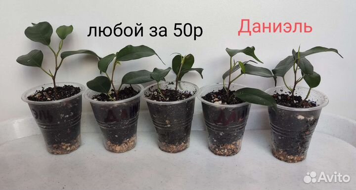 Фикусы Бенджамина, Суккуленты