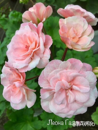 Пеларгонии сортовые