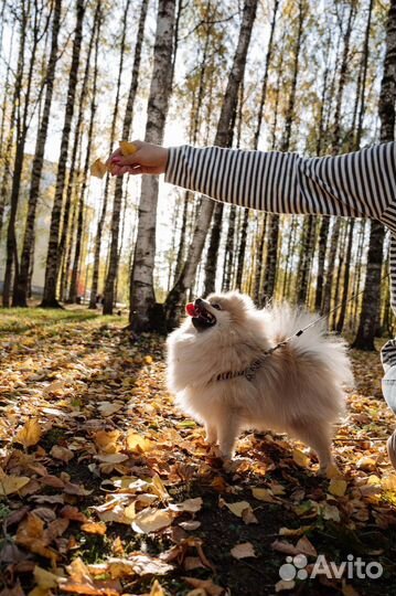 Померанский шпиц для вязки
