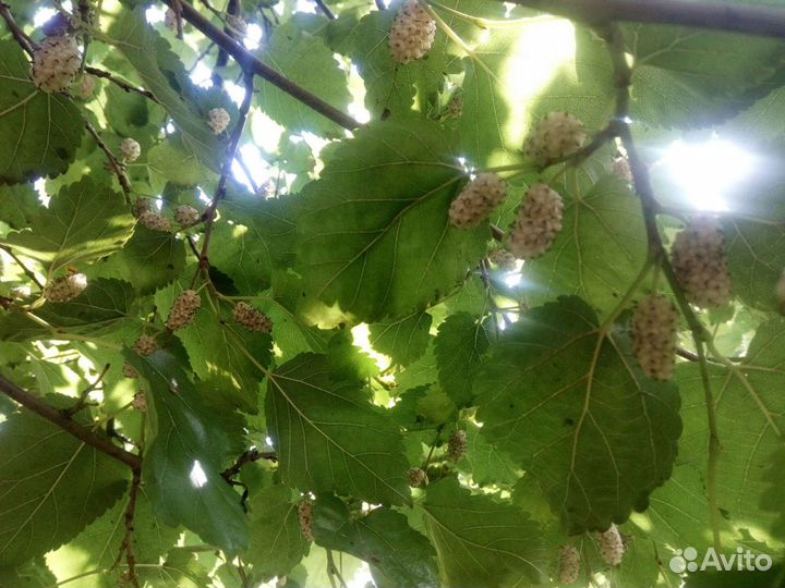 Малина, шелковица белая