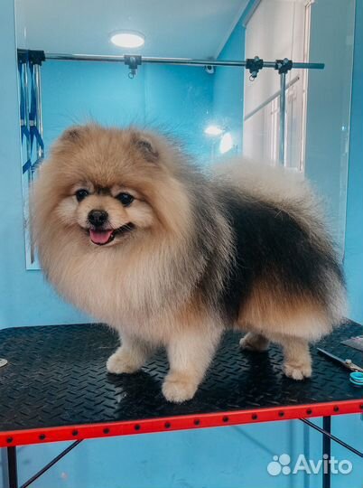 Стрижка собак и кошек на Кошевого