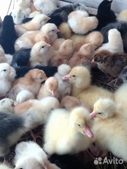 Гусята Муларды цыплята