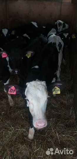 Бычки 4 мес