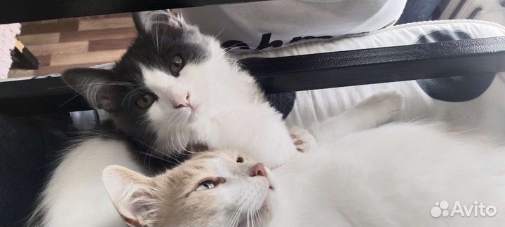 Не породные