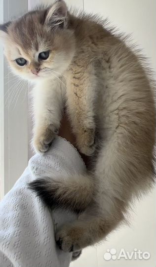 Золотая шиншилла ny12