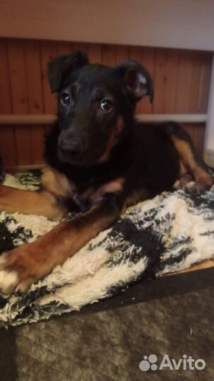 Щенок метис овчарки в добрые руки